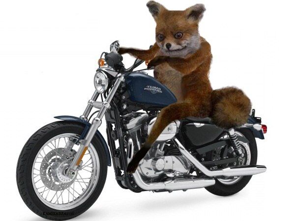 Интернет-звезду "Упоротый лис" продали на аукционе. Фото