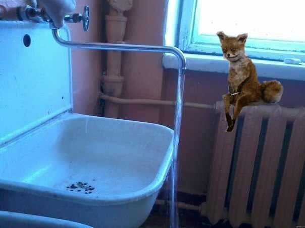 Интернет-звезду "Упоротый лис" продали на аукционе. Фото