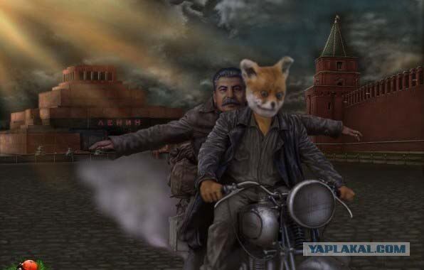 Интернет-звезду "Упоротый лис" продали на аукционе. Фото