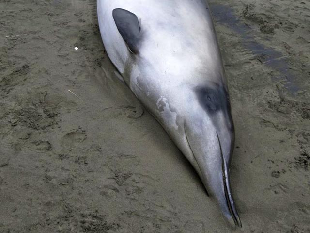 В Новой Зеландии выбросились на берег самые неуловимые киты в мире