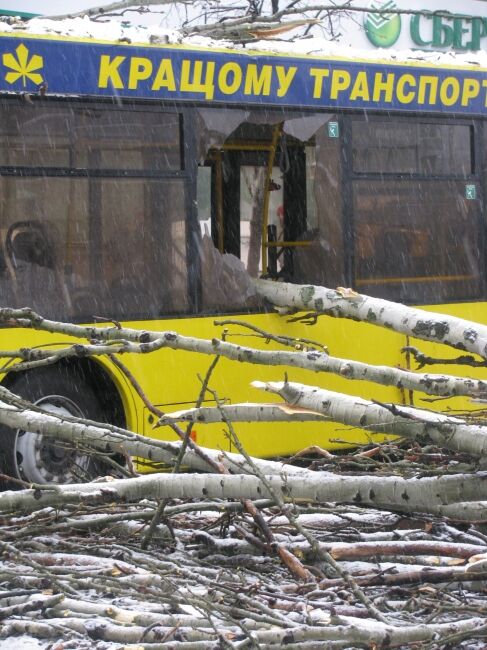 В Киеве на автобус упало дерево