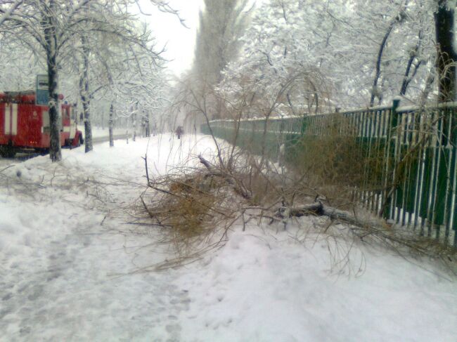 Непогода в Киеве: на людей падают деревья