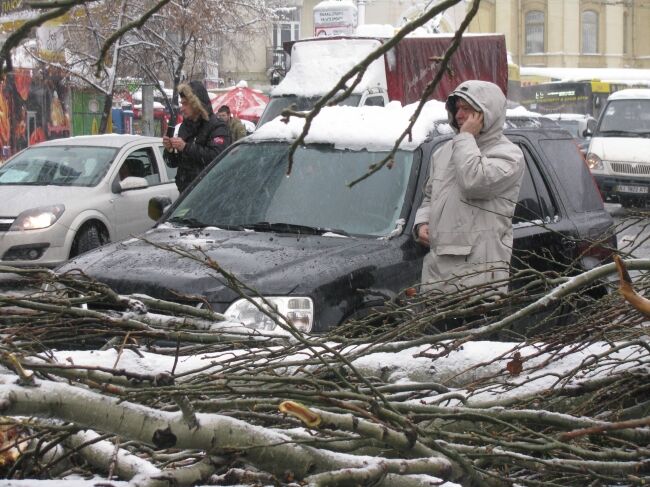 В Киеве на автобус упало дерево