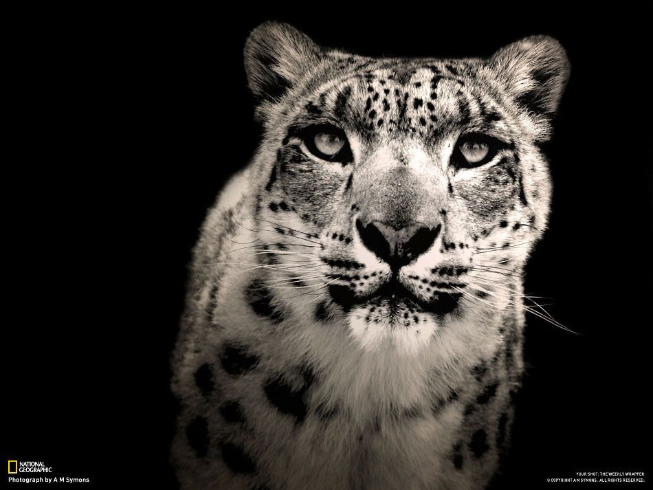 Фотографии недели от National Geographic. 22.12.2012 