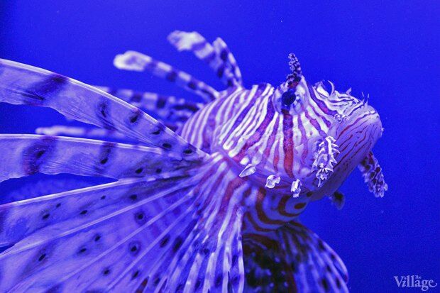 В киевском "Детском мире" начал работать океанариум