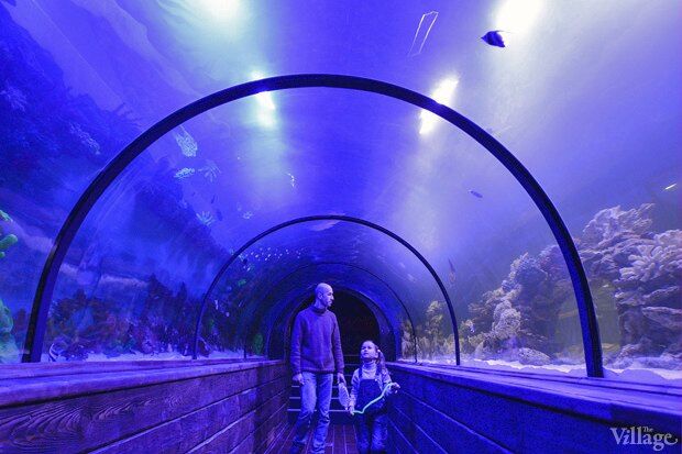В киевском "Детском мире" начал работать океанариум