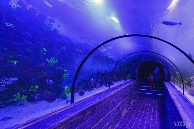 В киевском "Детском мире" начал работать океанариум
