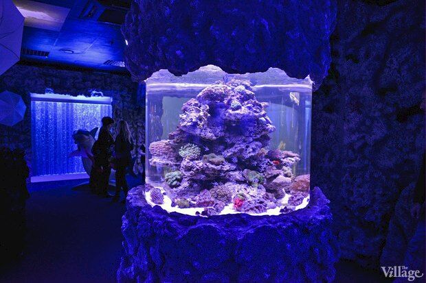 В киевском "Детском мире" начал работать океанариум