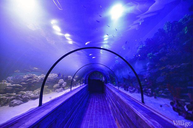 В киевском "Детском мире" начал работать океанариум