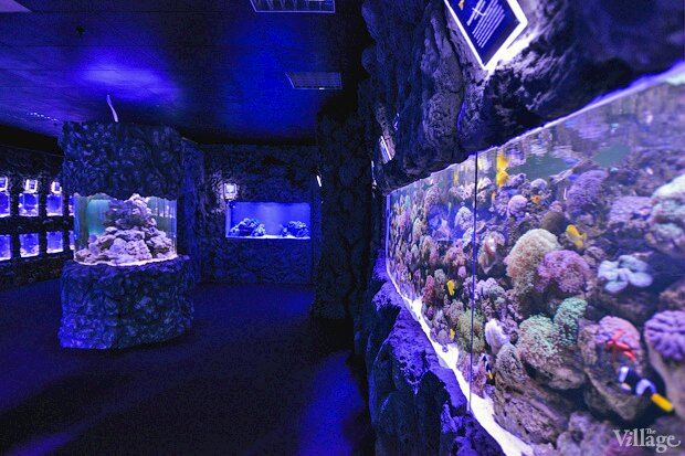 В киевском "Детском мире" начал работать океанариум