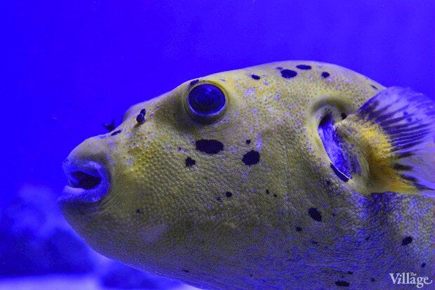 В киевском "Детском мире" начал работать океанариум