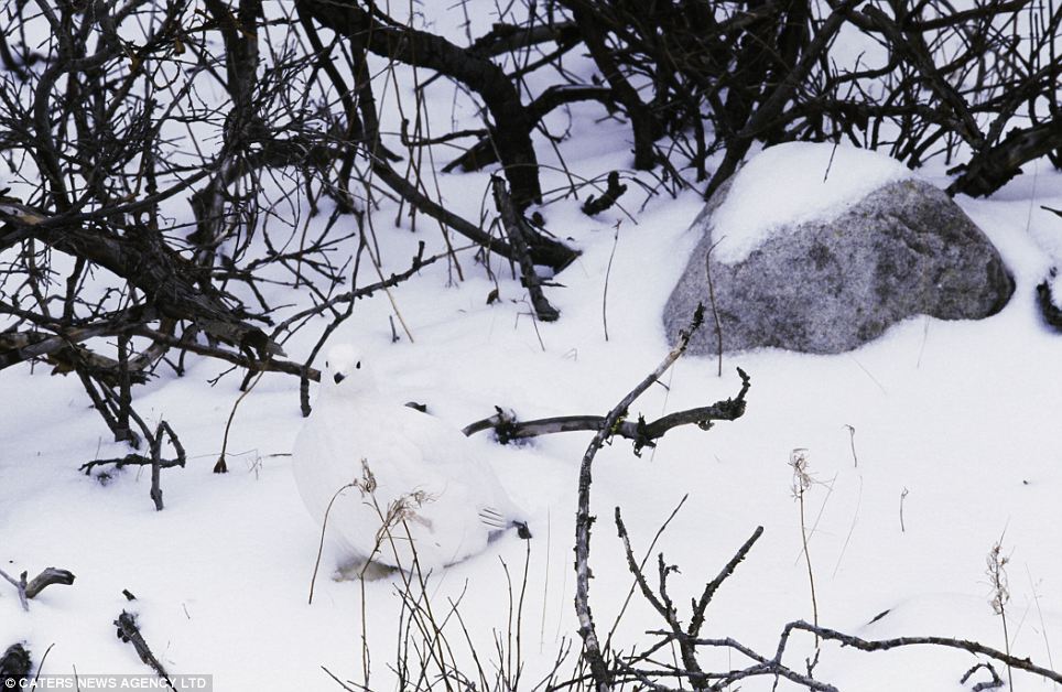 Обман зрения: невероятные фото замаскированных животных