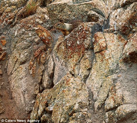 Обман зрения: невероятные фото замаскированных животных