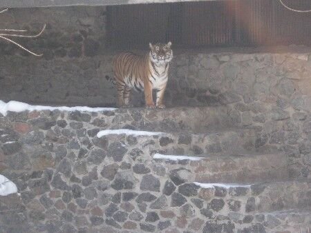 ЧП в зоопарке: стали известны причины нападения тигра 