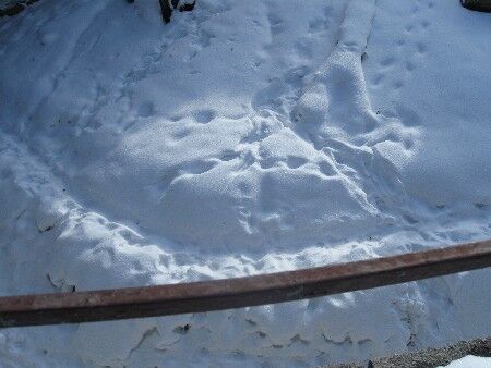 ЧП в зоопарке: стали известны причины нападения тигра 