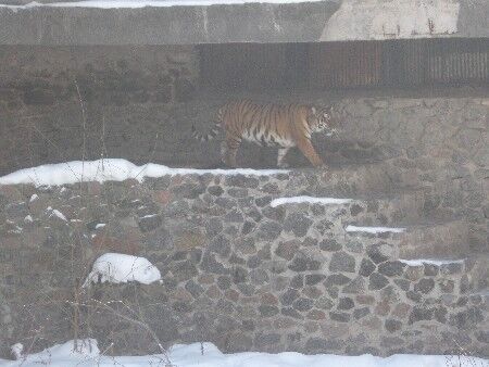 ЧП в зоопарке: стали известны причины нападения тигра 