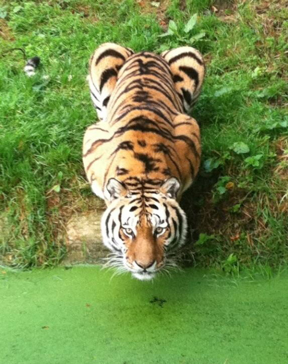 Мы купили зоопарк