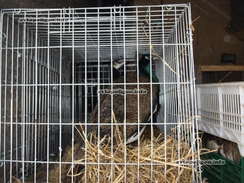 Зоо-ДТП на Тернопольщине: перевернулся автобус с павлинами. Фото   