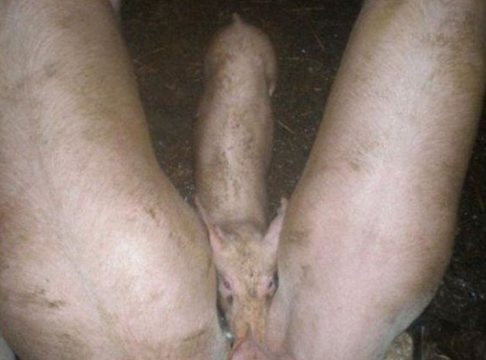 Составлен Топ-30 фотографий на внимательность. Фото  