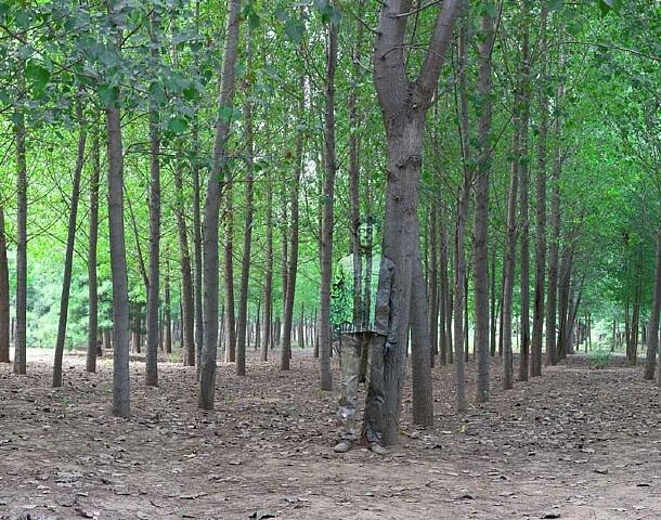 Опубликованы потрясающие фото человека-невидимки. Фото 