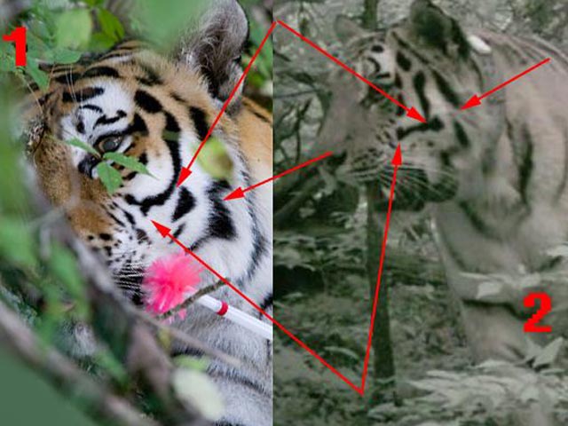 Ради Путина замучили тигрицу? 