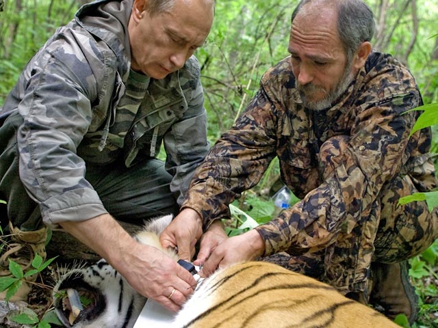 Ради Путина замучили тигрицу? 