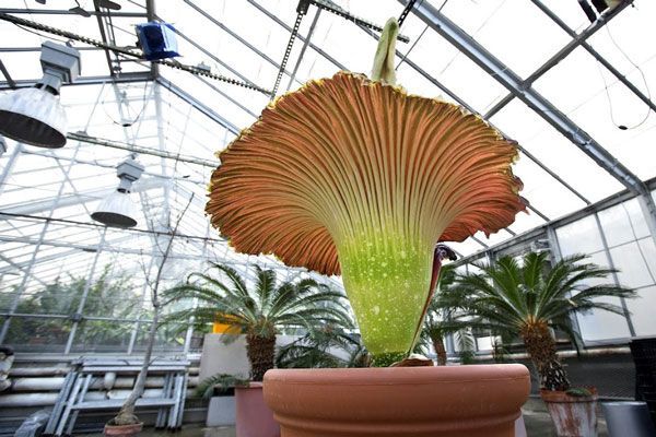 В Германии распустился самый большой цветок в мире. Фото. Видео