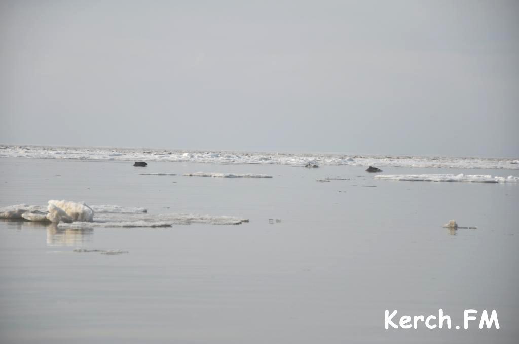У Криму близько 100 дельфінів застрягли у крижаному полоні