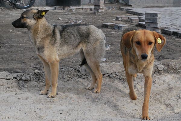 Донецьк за два місяці до Євро-2012. Фоторепортаж
