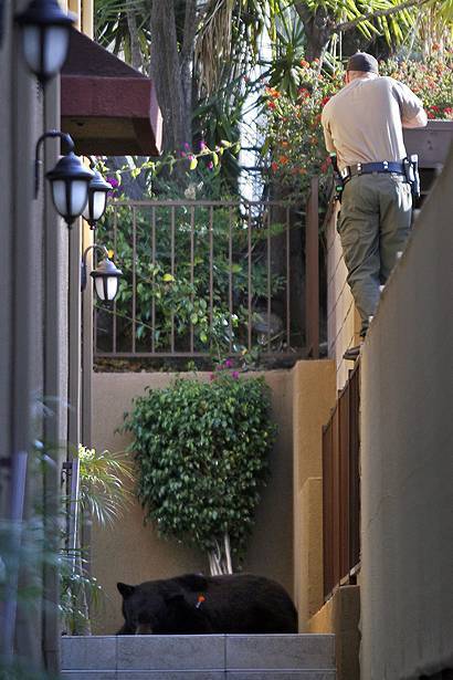 По Лос-Анджелесу бродить ведмідь