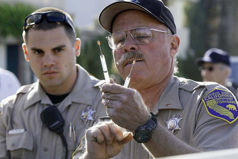 По Лос-Анджелесу бродить ведмідь