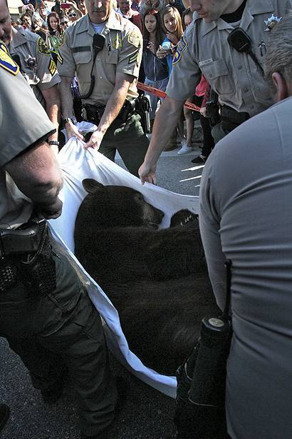 По Лос-Анджелесу бродить ведмідь