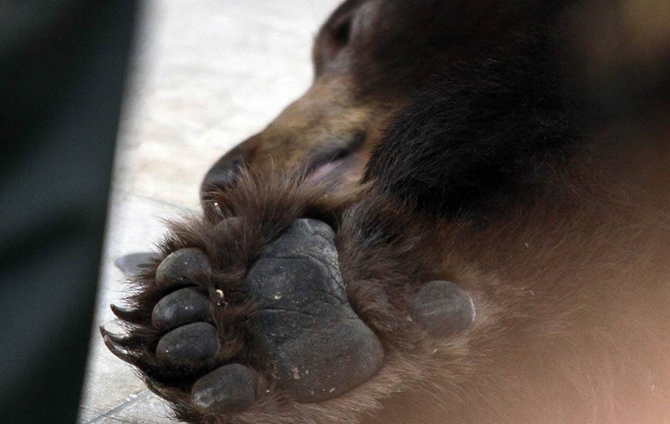 По Лос-Анджелесу бродить ведмідь