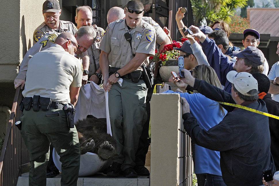 По Лос-Анджелесу бродить ведмідь