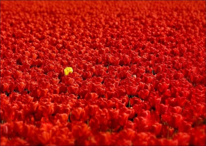 Самые красивые тюльпаны. Фото