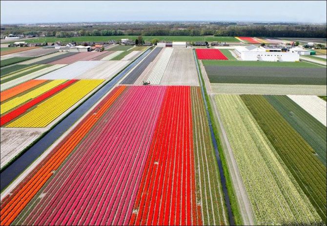 Самые красивые тюльпаны. Фото