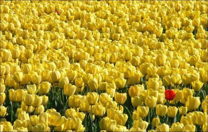 Самые красивые тюльпаны. Фото