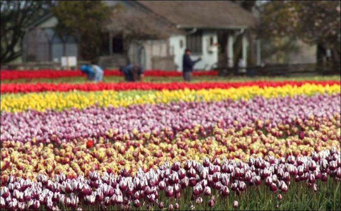 Самые красивые тюльпаны. Фото