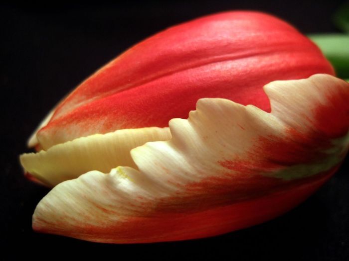 Самые красивые тюльпаны. Фото