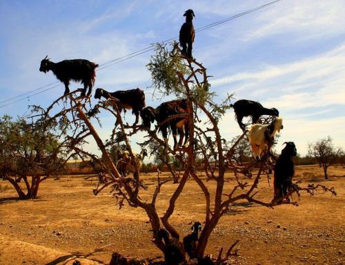 8 дивовижних явищ природи