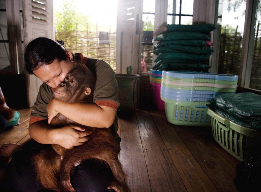 Дитячий садок для орангутангів