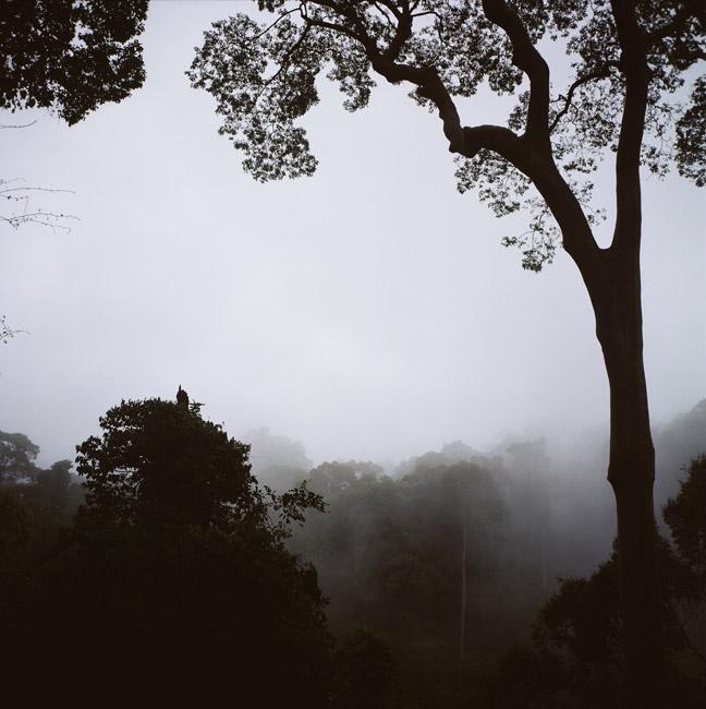 Дитячий садок для орангутангів