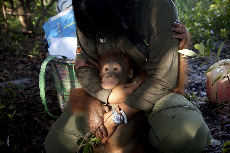 Дитячий садок для орангутангів