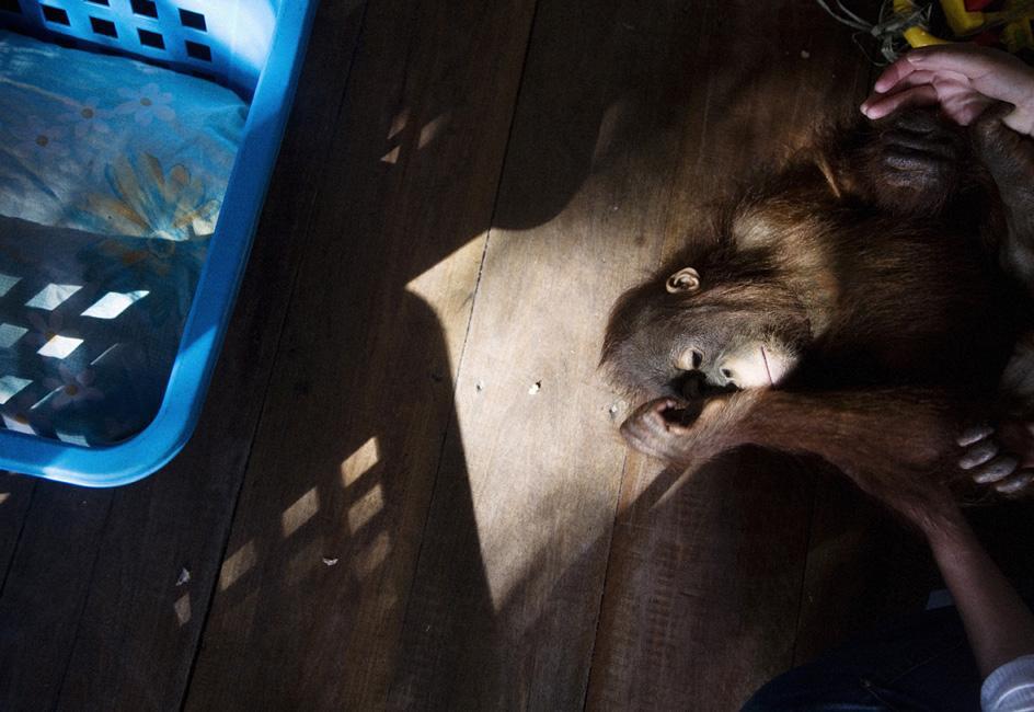 Дитячий садок для орангутангів