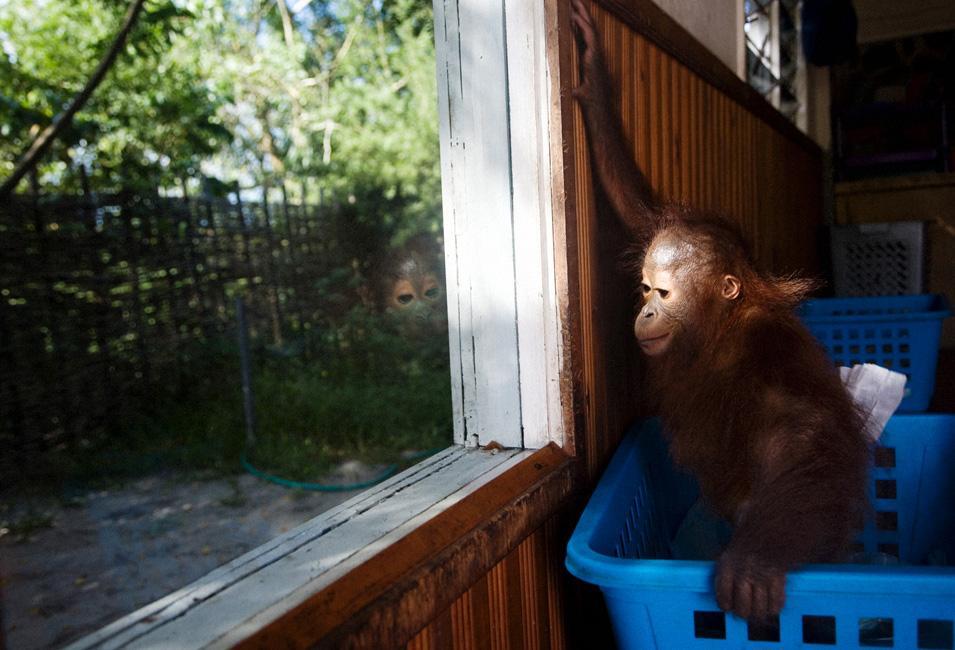 Дитячий садок для орангутангів