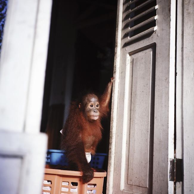 Дитячий садок для орангутангів