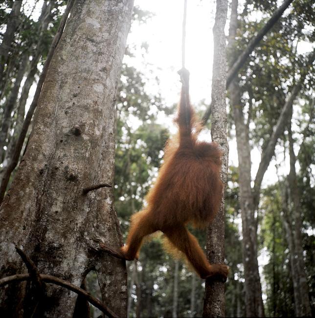 Дитячий садок для орангутангів