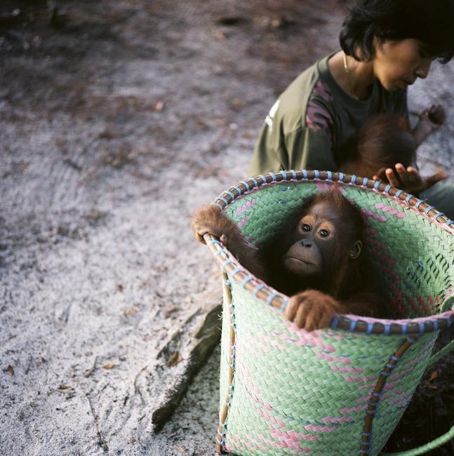 Дитячий садок для орангутангів
