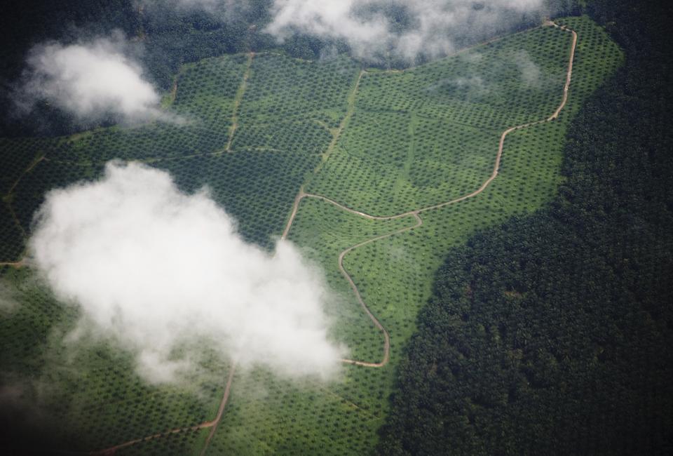 Дитячий садок для орангутангів