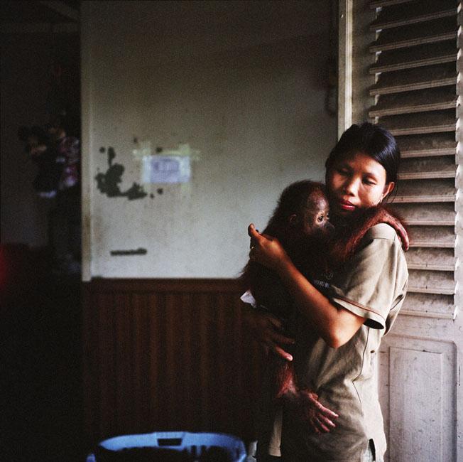 Дитячий садок для орангутангів